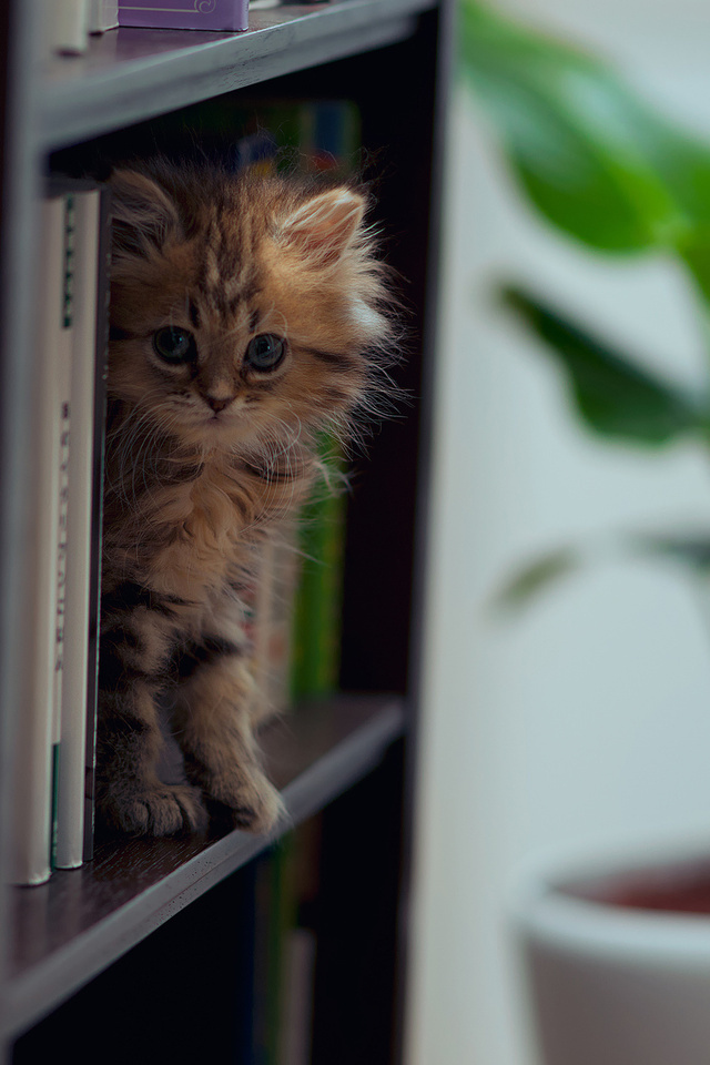 Котенок на книжной полке 