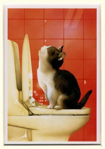 Приучить кошку ходить в туалет в горшок лоток